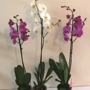 סחלבים ענף אחד