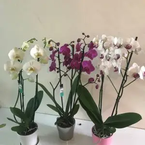 סחלבים 2 ענפים