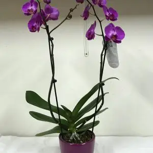 סחלב סגול 2 ענפים