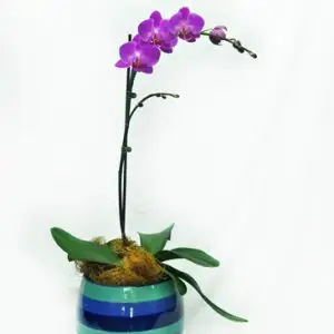 סחלבים - אורכידאות