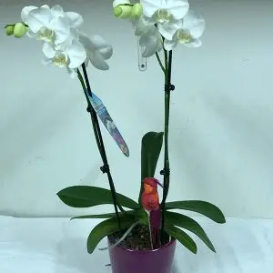 סחלב לבן שני ענפים