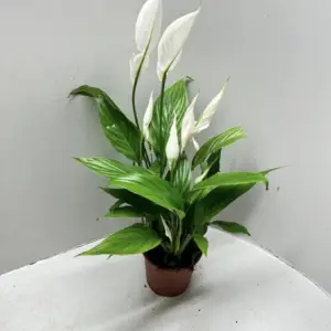 ספטיפיליום