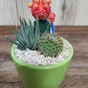 קוקטייל קקטוסים 2