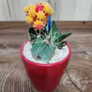 קוקטייל קקטוסים | הפרח